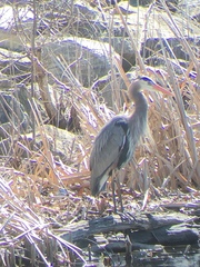 Ardea herodias