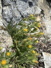 Eurybia aberrans