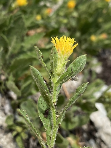 Idaho goldenweed (Tonestus aberrans)