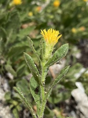 Eurybia aberrans