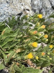 Eurybia aberrans