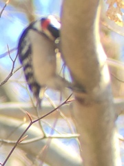 Dryobates pubescens
