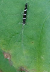 Leptocerus interruptus