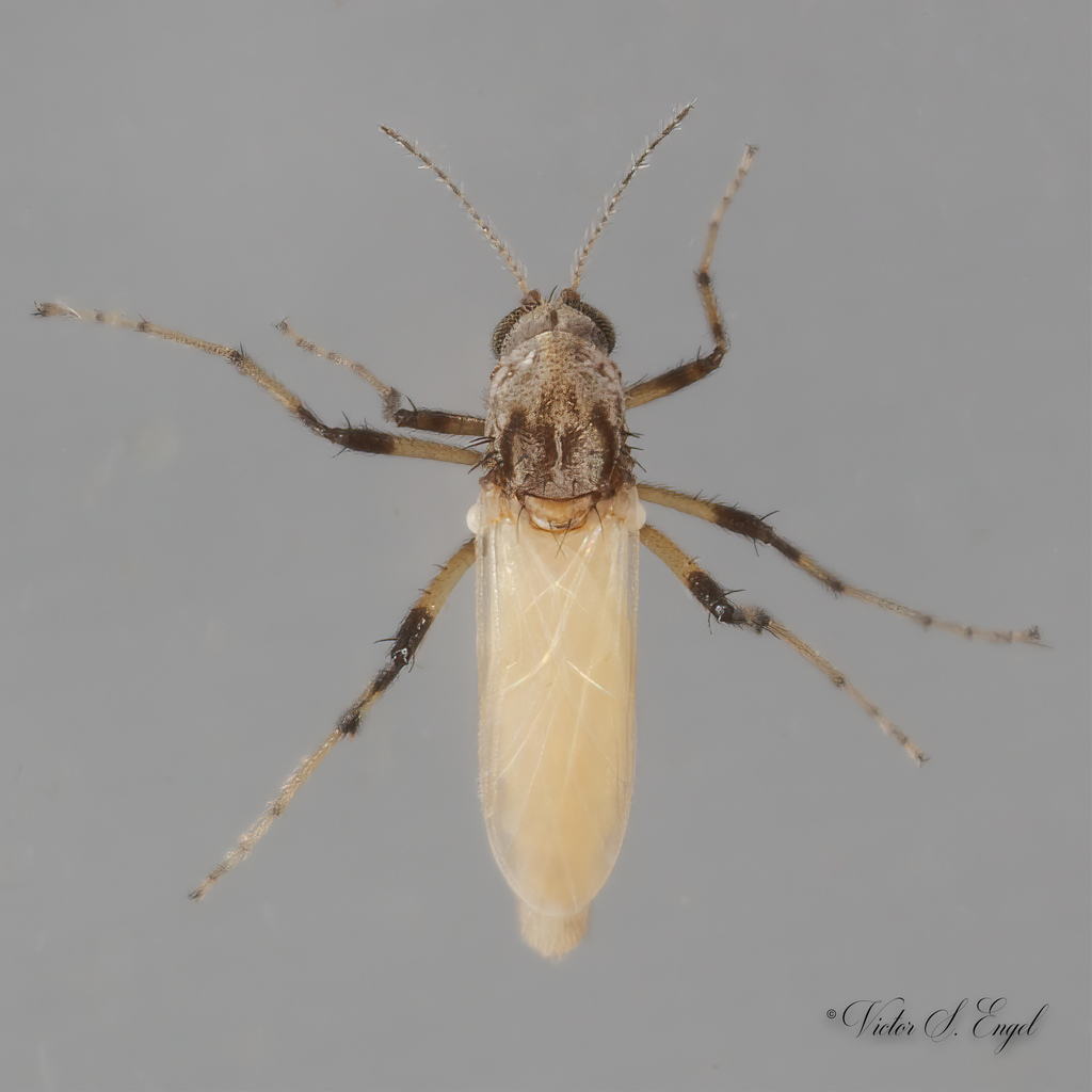 Bezzia nobilis