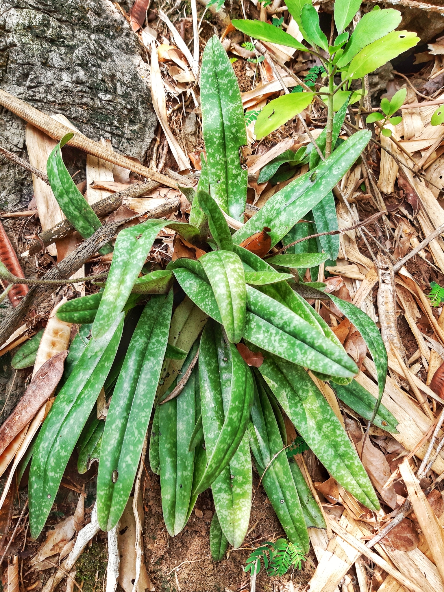Paphiopedilum concolor — ảnh 2