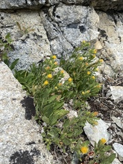 Eurybia aberrans