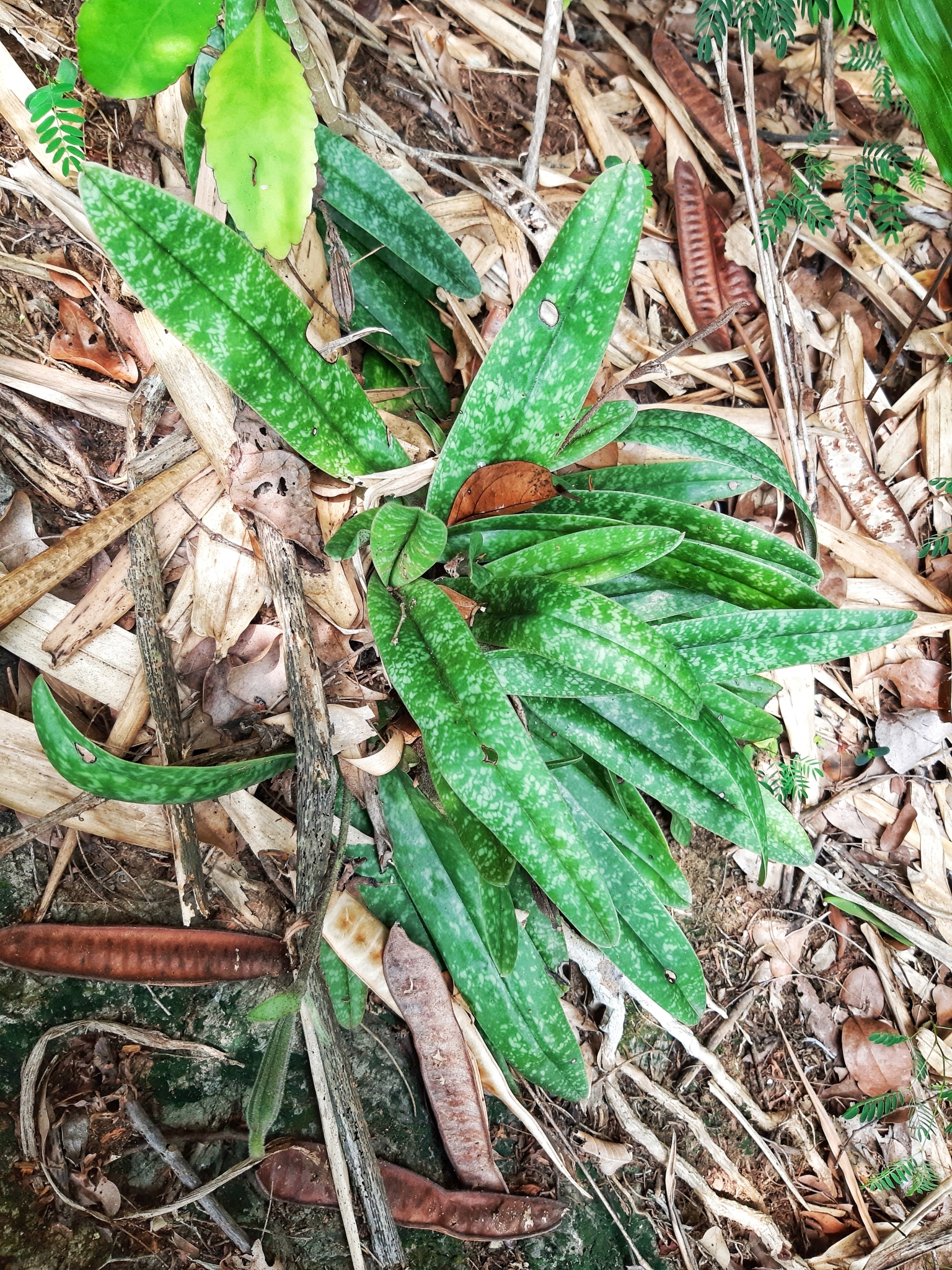 Paphiopedilum concolor — ảnh 3