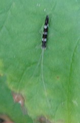 Leptocerus interruptus