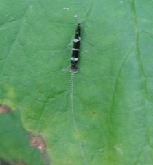 Leptocerus interruptus