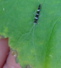 Leptocerus interruptus