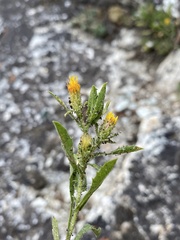 Eurybia aberrans