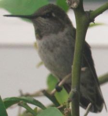 Calypte anna