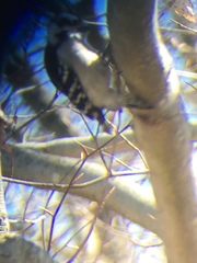 Dryobates pubescens