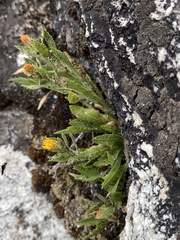 Eurybia aberrans