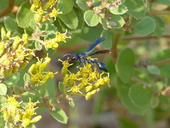 Zethus mexicanus