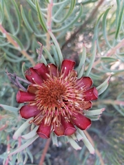 Protea canaliculata