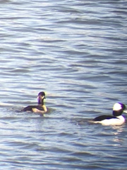 Bucephala albeola