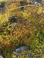 Psilopilum cavifolium