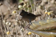 Passer domesticus