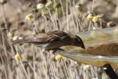 Passer domesticus