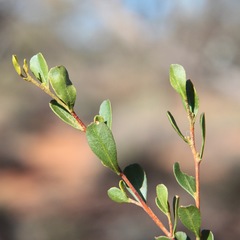 Dodonaea bursariifolia
