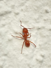 Camponotus hannani