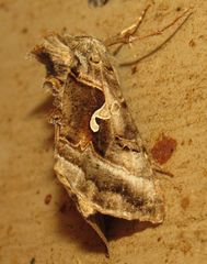 Autographa pseudogamma