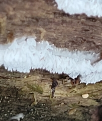 Ceratiomyxa fruticulosa fruticulosa