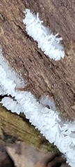 Ceratiomyxa fruticulosa fruticulosa