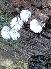 Ceratiomyxa fruticulosa fruticulosa
