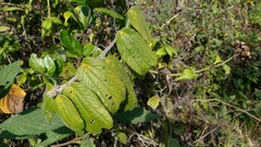 Passiflora bogotensis