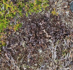 Masonhalea richardsonii