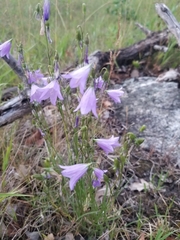 Campanula petiolata