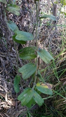 Passiflora bogotensis