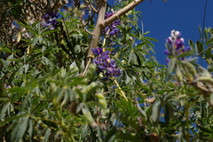 Lupinus altimontanus