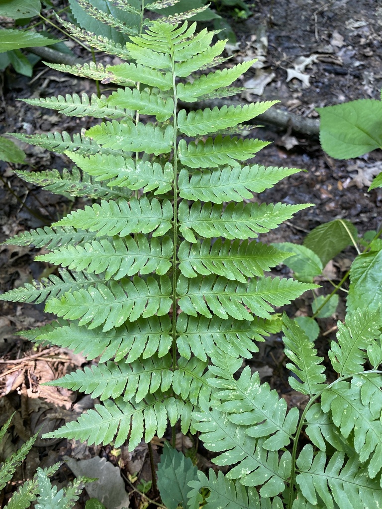 wood ferns (Ferns of the Pacific Northwest) · iNaturalist