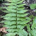 Wood Ferns - Photo (c) Christopher David Benda, some rights reserved (CC BY-NC), uploaded by Christopher David Benda