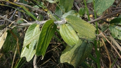 Passiflora bogotensis