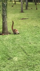 Nasua narica yucatanica