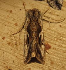 Autographa pseudogamma