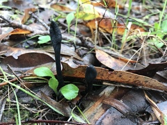 Geoglossum nigritum