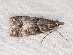 Eudonia torniplagalis