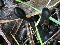Geoglossum nigritum