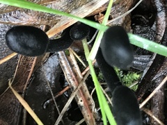 Geoglossum nigritum