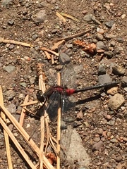 Leucorrhinia glacialis