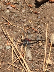 Leucorrhinia glacialis