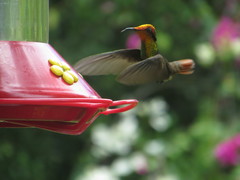 Chrysolampis mosquitus