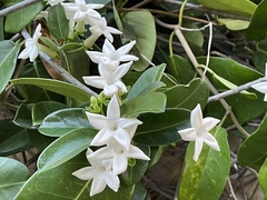 Stephanotis
