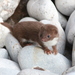 Least Weasel - Photo (c) Yersinia pestis, some rights reserved (CC BY-NC-SA)