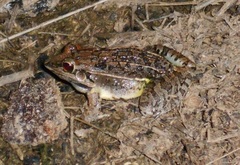 Leptodactylus fuscus